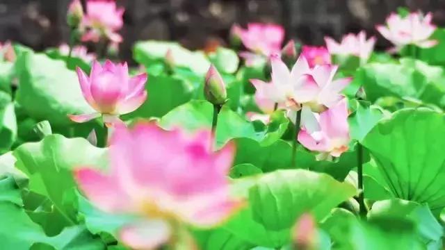鸣翠湖荷花之美,今夏赏荷必去景点
