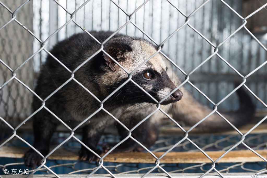 椤剁骇楹濋鍏尗鐚睅鍜栧暋,鍗板凹楹濋鐚睅鍜栧暋