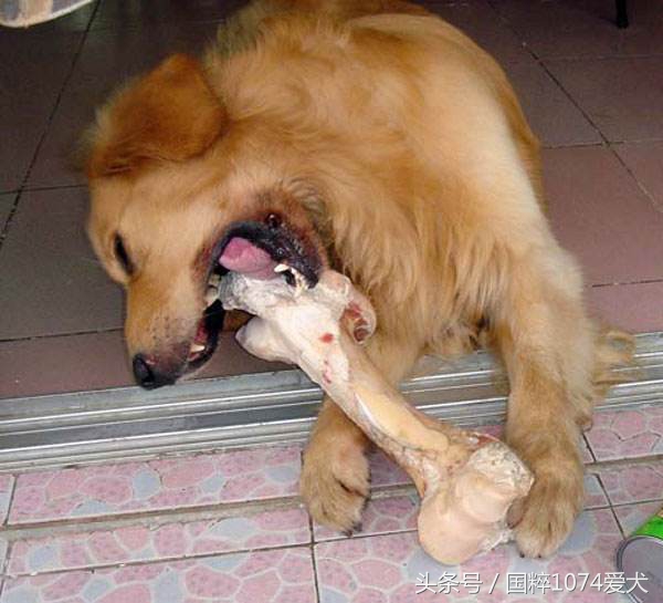 老龄狗适合的狗粮,柯基狗适合吃什么牌子的狗粮