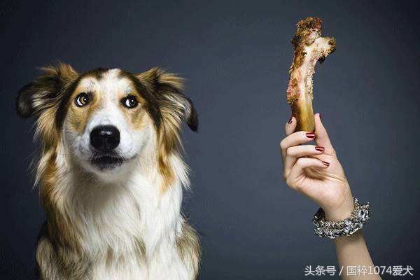 老龄狗适合的狗粮,柯基狗适合吃什么牌子的狗粮