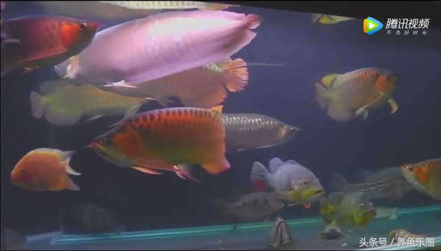群游观赏鱼很帅,老缸养红龙注意事项