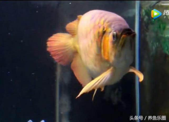 群游观赏鱼很帅,老缸养红龙注意事项