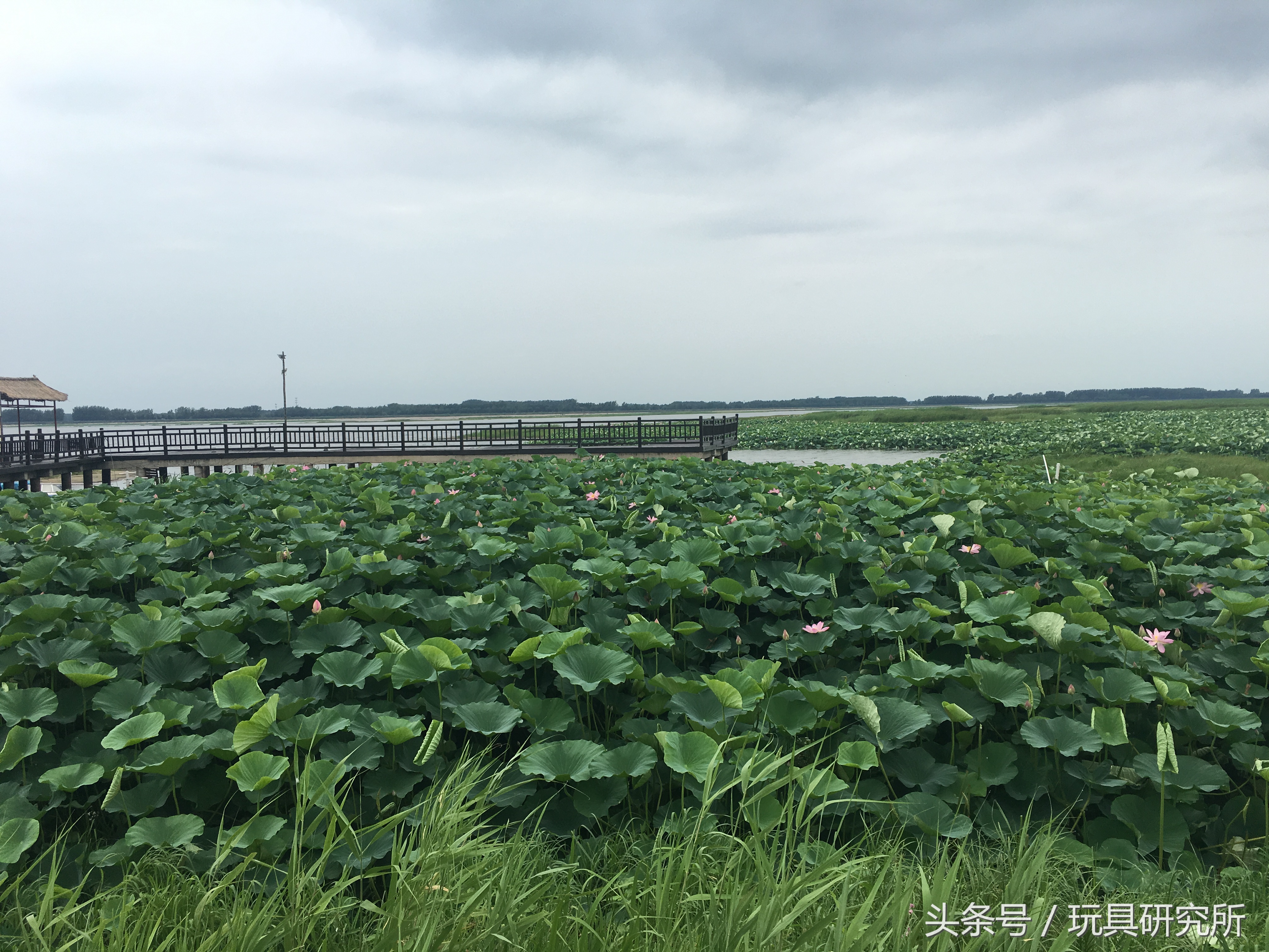 辽中珍珠湖看荷花带着孩子去哪儿玩珍珠湖环湖游沈阳周边游