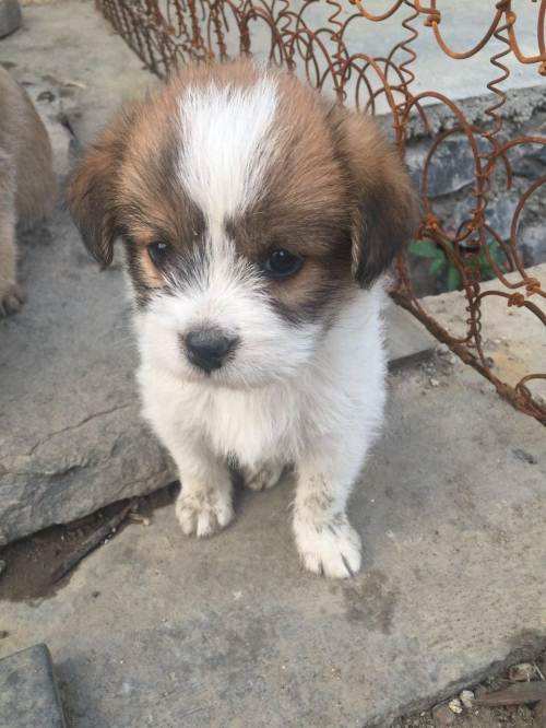 生化实验里面的动物,生化注射器注入动物的身体里