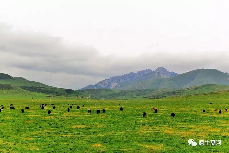 甘南行首站夏河美景,旅游甘南到了夏河下一站应该到哪