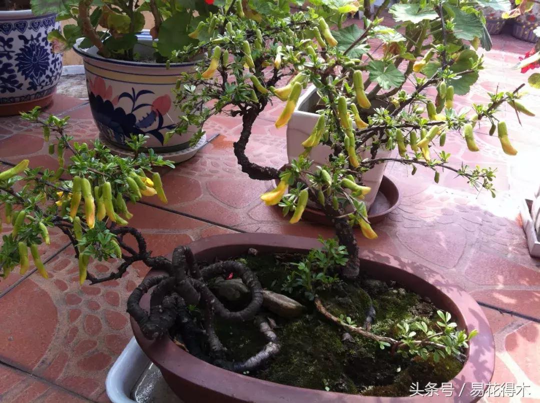 金雀南雀和北雀区别,金雀品种是南雀好还是北雀好