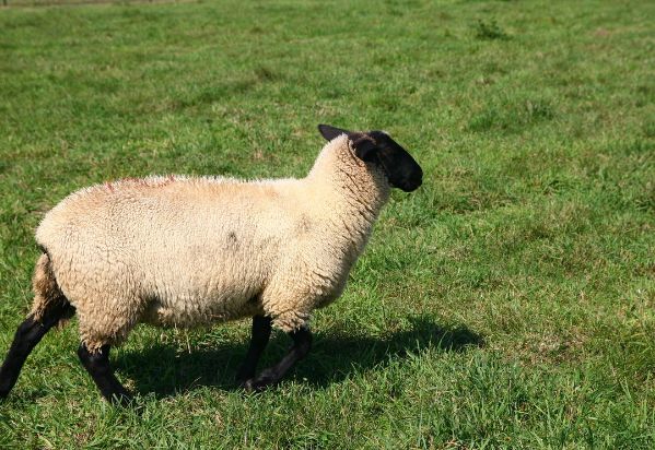 算命说属鼠是什么意思,未羊子鼠属相合不合可以解决吗