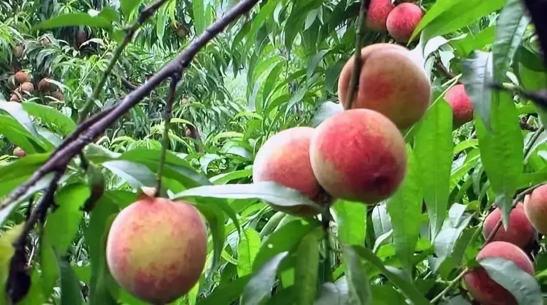 湖北42个示范村名单,湖北省重磅村名单