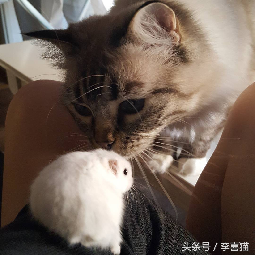 仓鼠和猫为什么是最好的朋友,猫和仓鼠居然成为了好朋友