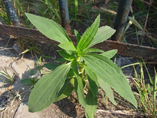 一棵就能产2万果实,哪种菊花可以长期种植