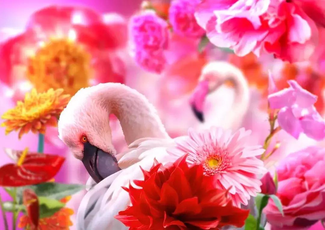 早上好清晨送你一首吉祥的歌,早上好喜鹊报喜的叫声