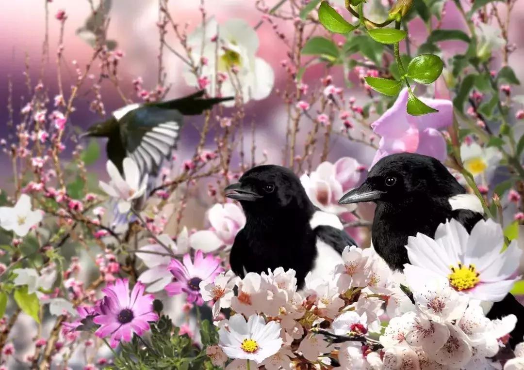 早上好清晨送你一首吉祥的歌,早上好喜鹊报喜的叫声