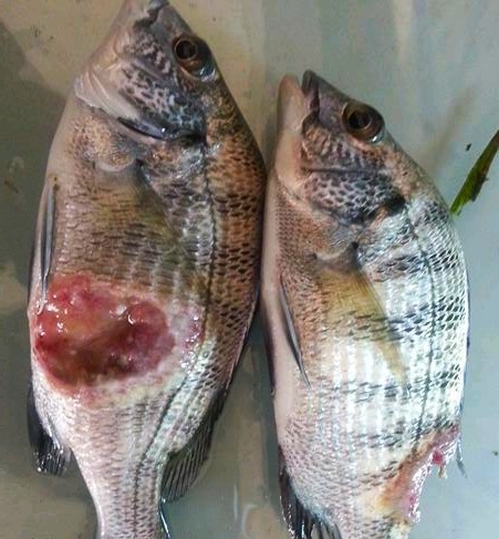 水产养殖鱼体烂身病、打印病病因与症状