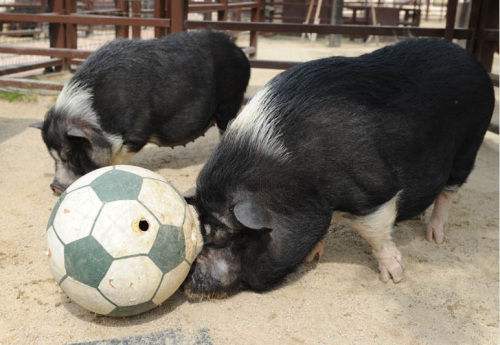 猪与人组合,猪和足球队