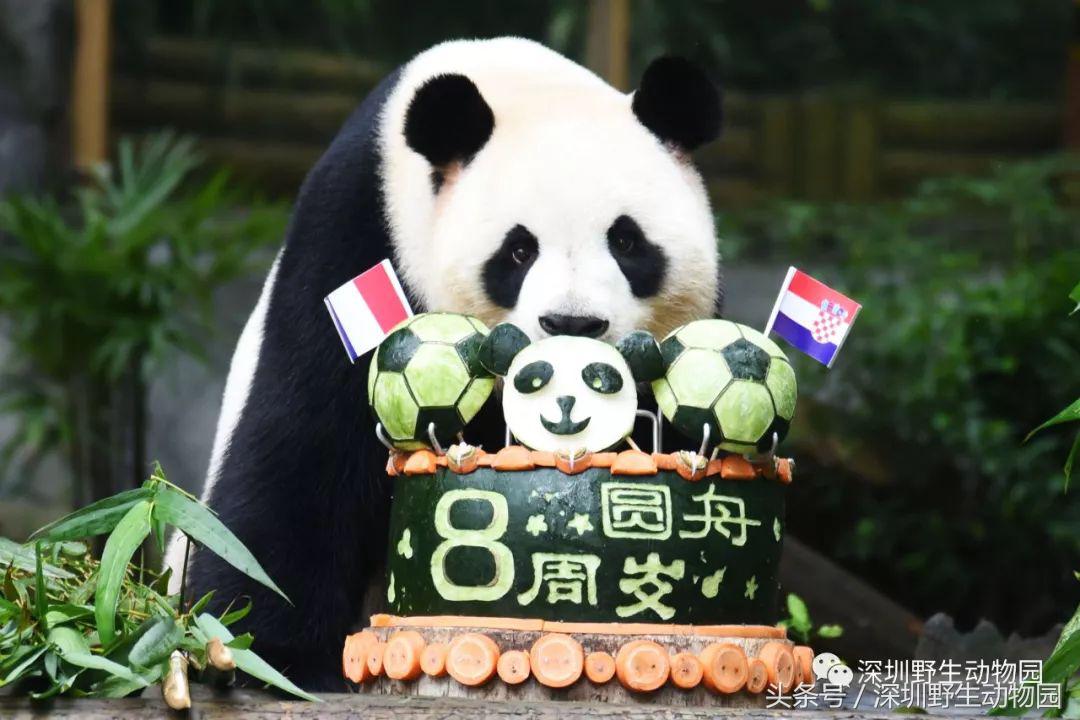 圆舟8岁啦!品足球蛋糕,预测世界杯,猫粉冒雨为他庆生!
