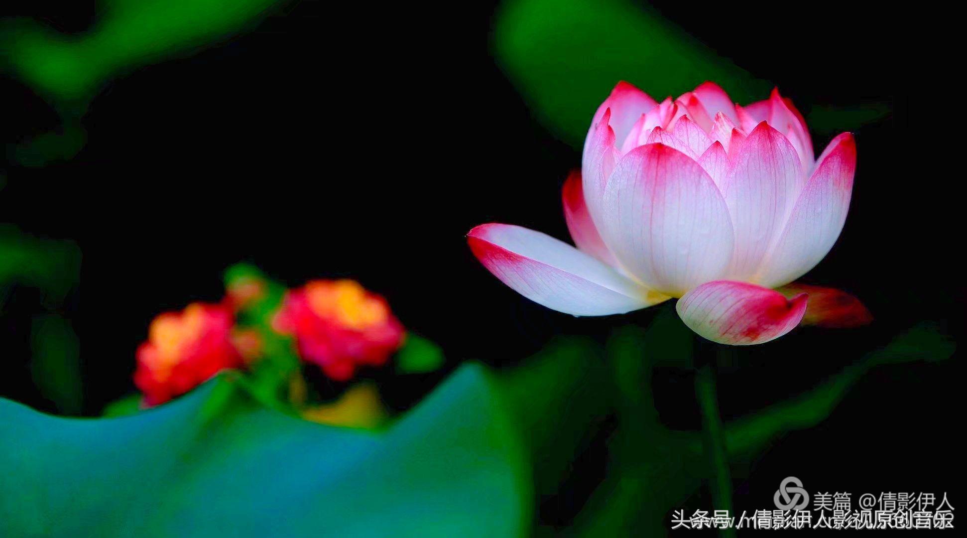 夏荷晕倒在海教官怀里,夏荷最美的十首诗