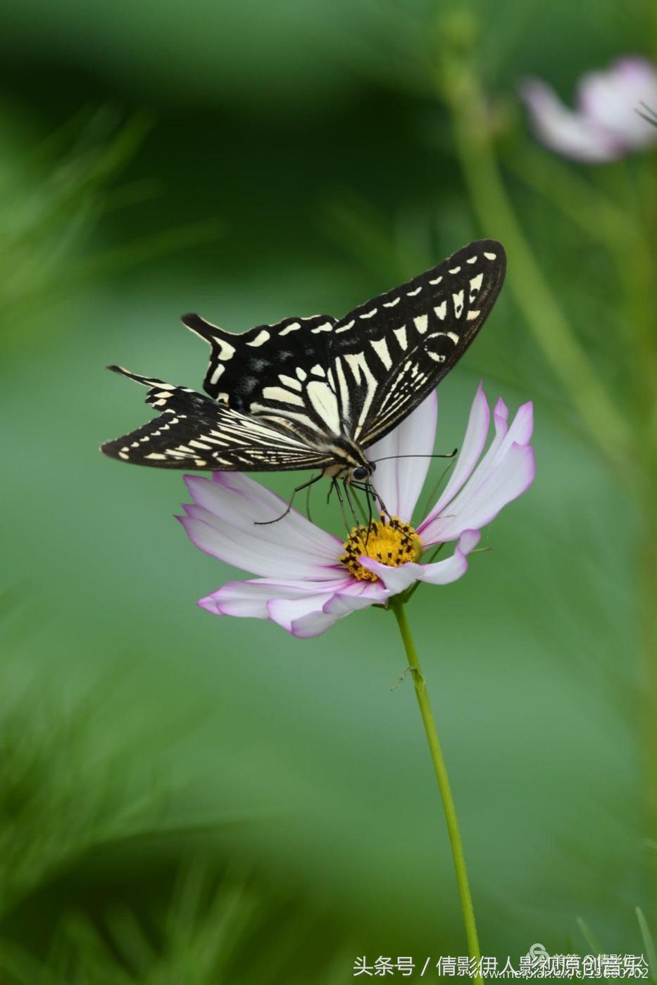 荷花之歌,立夏荷花音乐