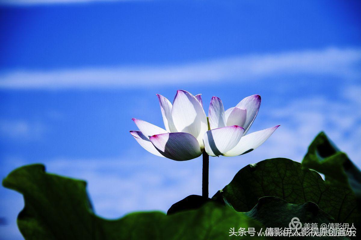 荷花之歌,立夏荷花音乐