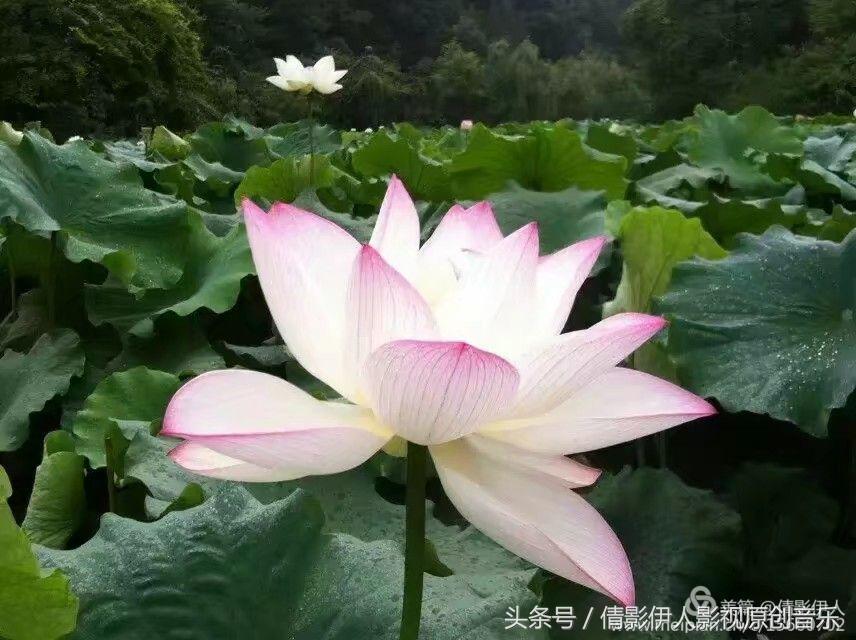 荷花之歌,立夏荷花音乐