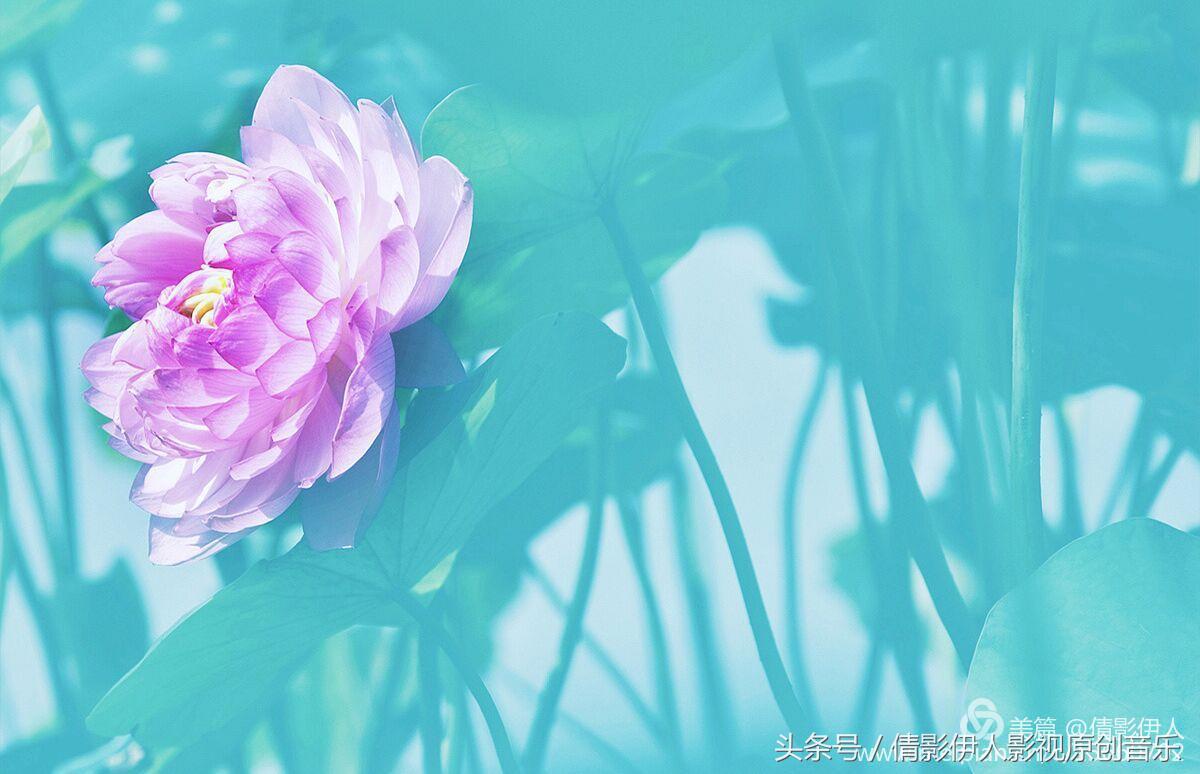 荷花之歌,立夏荷花音乐