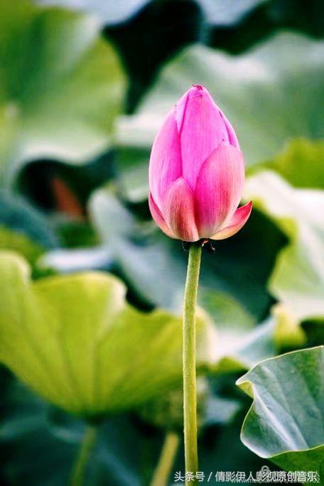 荷花之歌,立夏荷花音乐