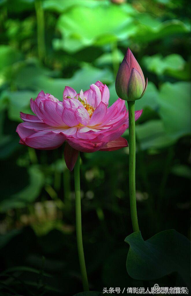 荷花之歌,立夏荷花音乐