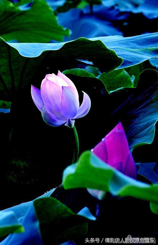 荷花之歌,立夏荷花音乐