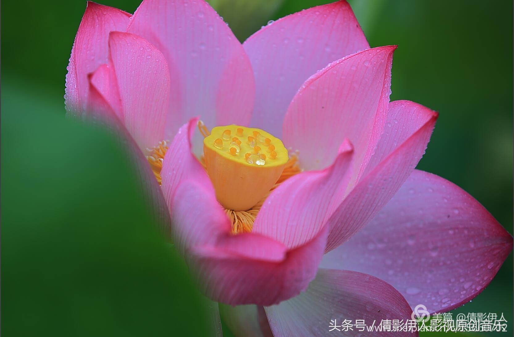 夏荷晕倒在海教官怀里,夏荷最美的十首诗