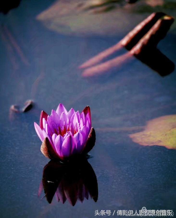 夏荷晕倒在海教官怀里,夏荷最美的十首诗