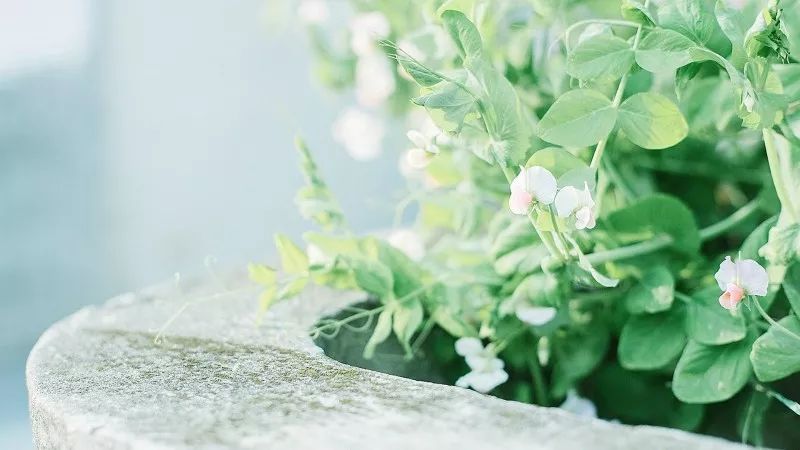 十大最著名的心理学效应经常出现,世界公认七大效应