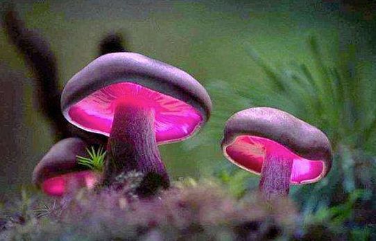 十大最著名的心理学效应经常出现,世界公认七大效应