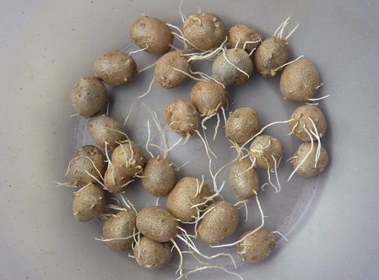 山药豆出芽长叶不爬藤,怎样盆栽山药豆