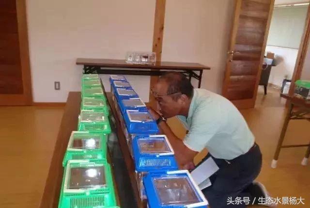 日本孔雀鱼野生怎样,日本孔雀鱼品种