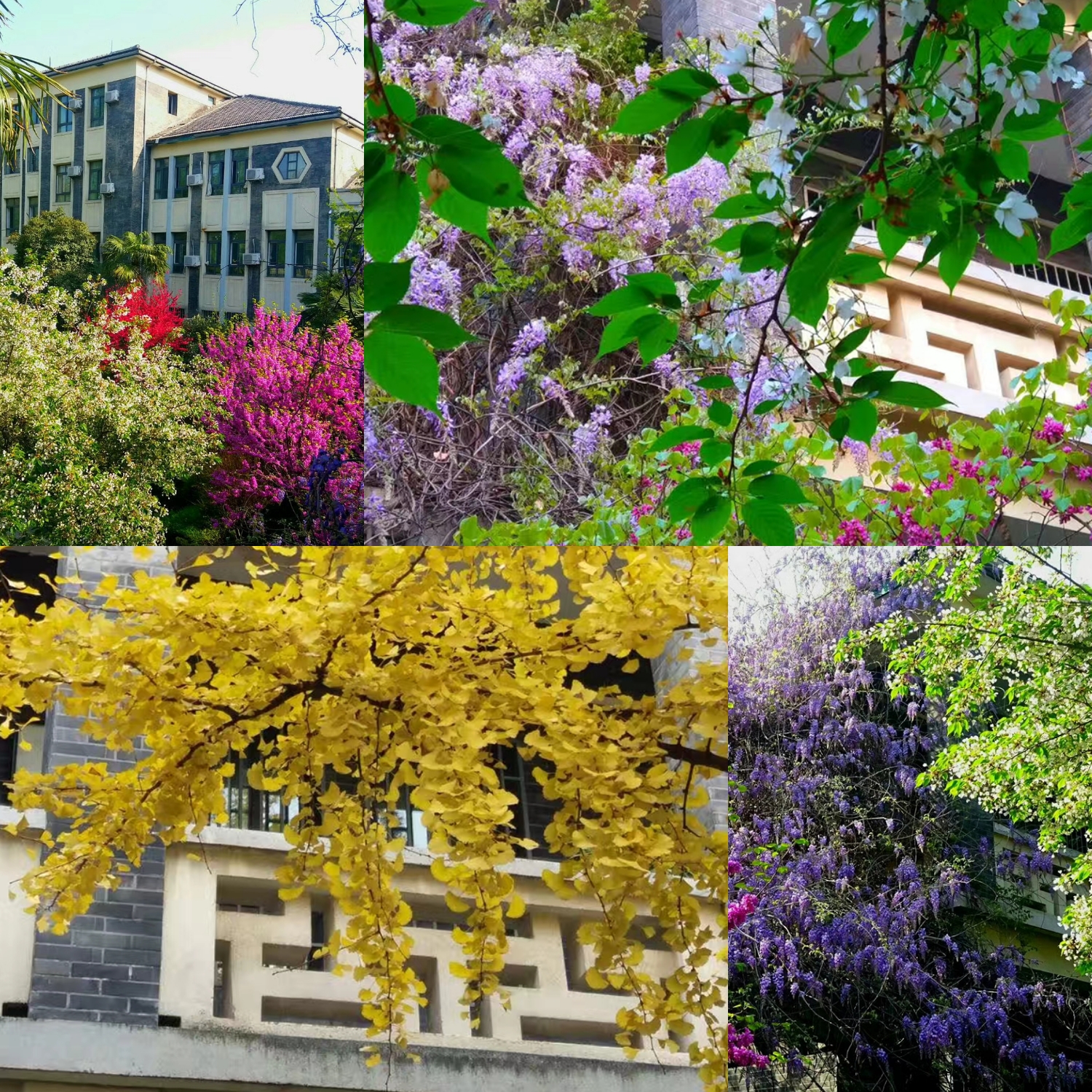 西安市第十中学招生条件,西安市第十中学省示范