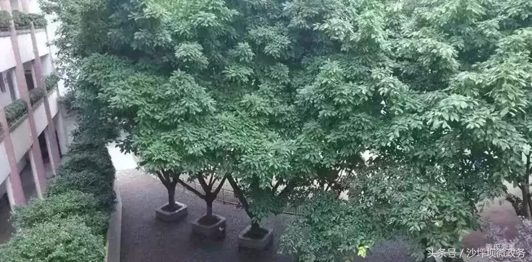 重庆通用晶城对口小学与中学,2023年重庆中小学划片