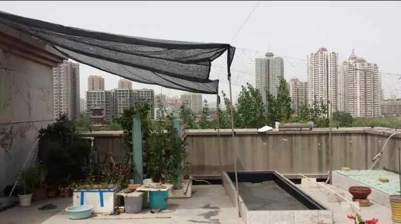 楼顶菜园土层多厚好,顶楼菜园如何防风