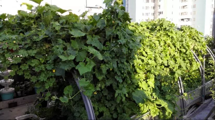 楼顶菜园土层多厚好,顶楼菜园如何防风