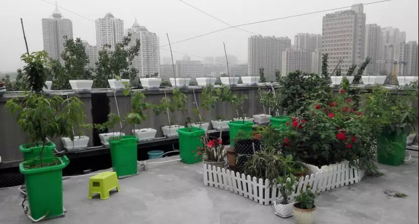 楼顶菜园土层多厚好,顶楼菜园如何防风