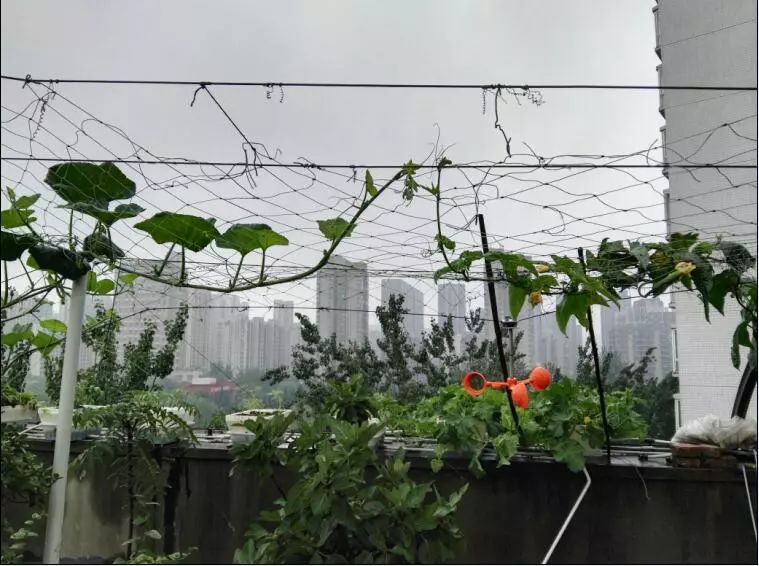 楼顶菜园土层多厚好,顶楼菜园如何防风