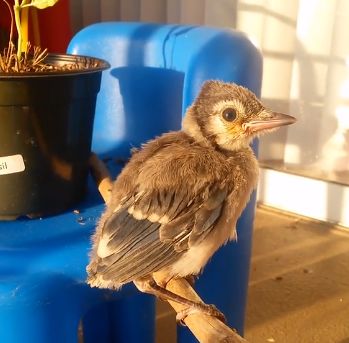 万物皆有灵救小鸟,万物皆有灵有人救了