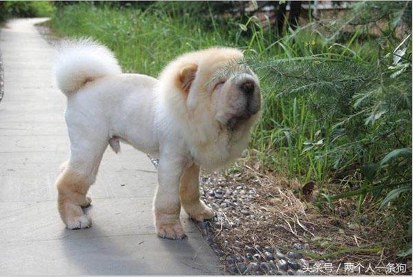 有一种热叫做别人觉得你热,给狗剃光毛的好处