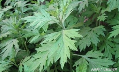 艾草辨别,识别艾草