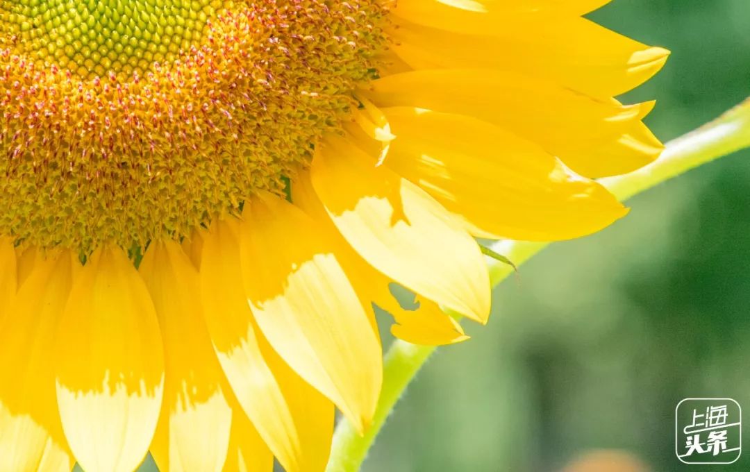 向日葵花海上海旅游攻略,上海市中心有一片向日葵花海