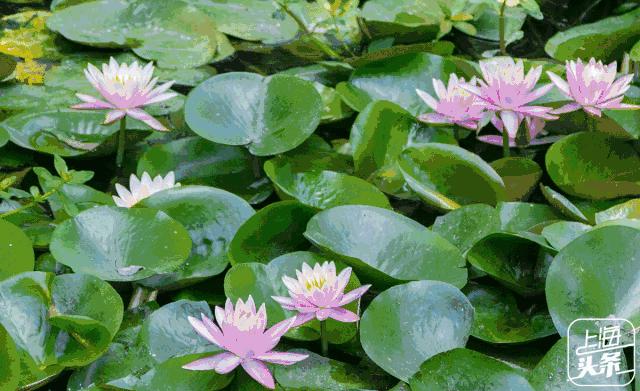 上海罗泾向日葵花田,上海各公园向日葵花海即将盛放