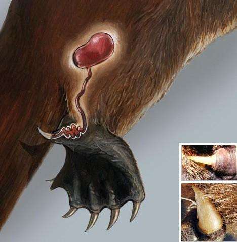 世界上极度怪异的巨大动物,世界上最奇特又怪异的动物