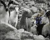 杀屠,克罗地亚队史最大惨案