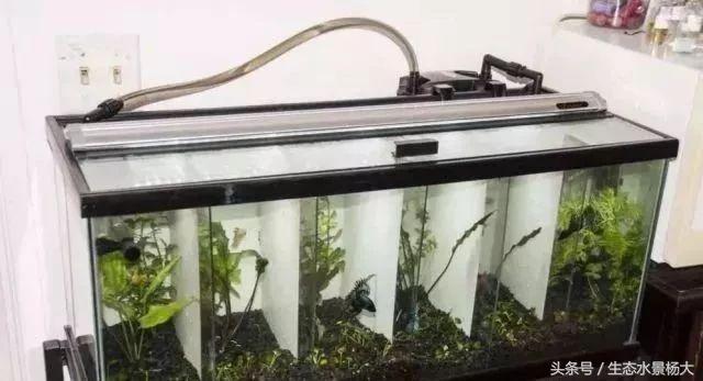 如何寻找中国斗鱼的踪迹,如何快速了解斗鱼