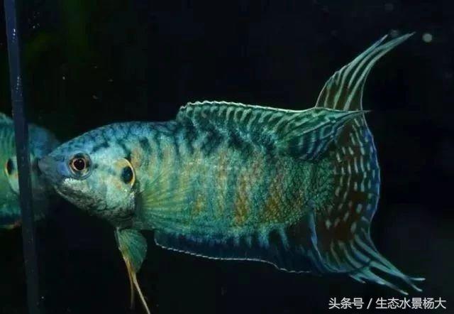 揭秘你不知道的江湖,你不知道的江湖