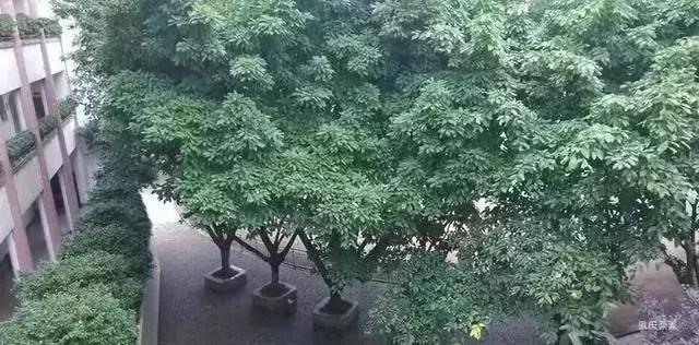 2018重庆各区小学划片敲定！快看你家对口是哪所！