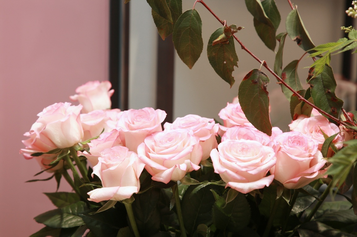 loveroseonly专卖店,浪漫时光roseonly专卖店